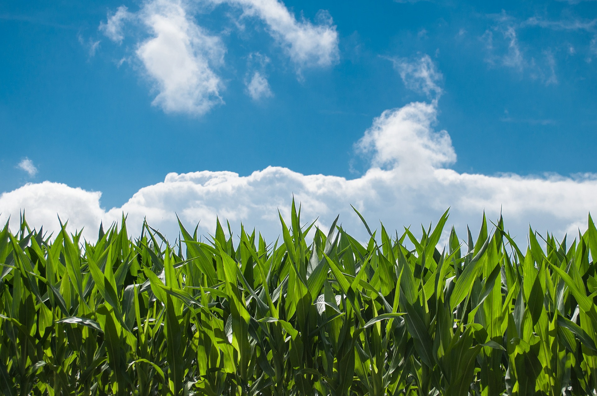 Corn field 440338 1920
